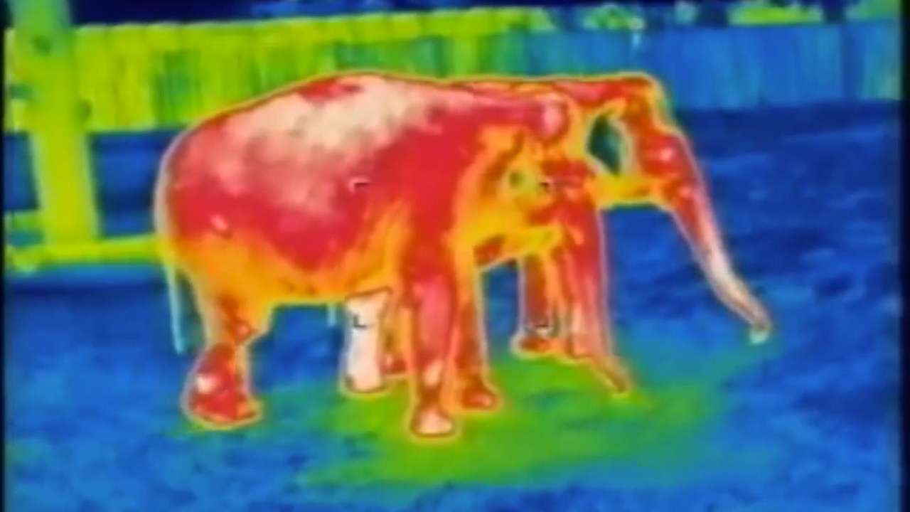 Jak se schovat před termokamerou?