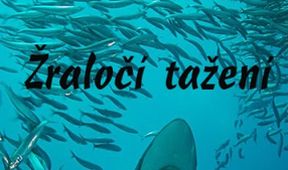 Žraločí ulička