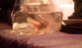 Axolotl Overkill