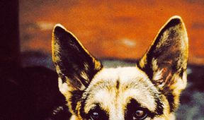 K-9: Můj přítel se studeným čumákem
