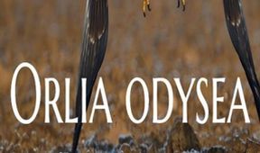 Orlia Odysea