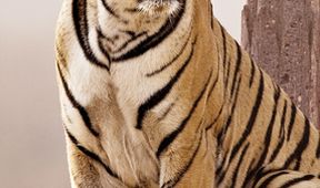 Machli - tygří královna