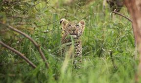Serengeti II, Zázračná planeta (3/6)