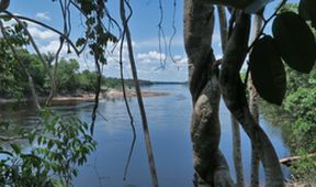 Uakari, Humboldtova ztracená opice