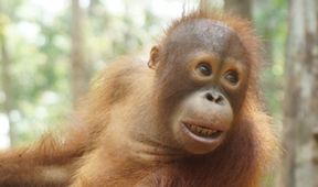 Orangutaní škola v džungli (2)
