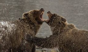 Divocí medvědi grizzly z Yukonu