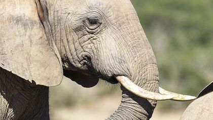 Zázračná planeta: Kouzla spolupráce v přírodě