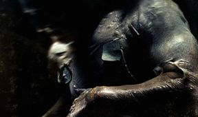 Symptom Pandorum