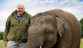 David Attenborough: Slon jménem Jumbo