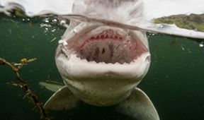Predátoři oceánů (2)