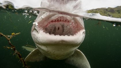 Predátoři oceánů (2)