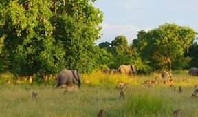 Zázračná planeta: Poslední ráje na Zemi - Luangwa