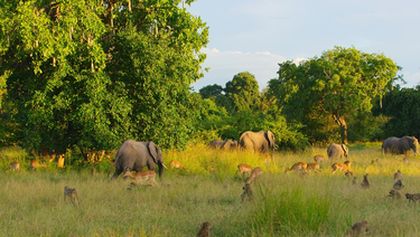 Zázračná planeta: Poslední ráje na Zemi - Luangwa