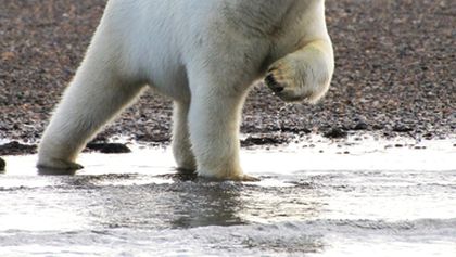 Velké hody ledního medvěda