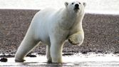 Zázračná planeta: Velké hody ledního medvěda
