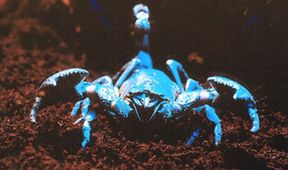 Zázračná planeta: 24 hodin na planetě Zemi (2/2)