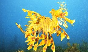Království oceánů: Písky a podmořské lesy