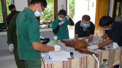 Poslední orangutani na Sumatře