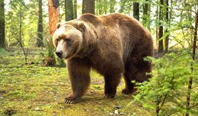 Grizzly zabiják