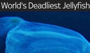 Nejnebezpečnější medúza na světě