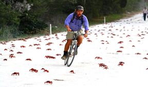 Krabi útočí