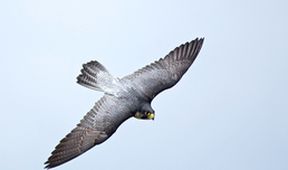 Království divočiny: Podivuhodná zvířata (8/12)