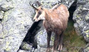 Tisíc let české myslivosti (7/9)