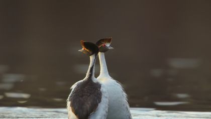Nezkrocená Patagonie (2)