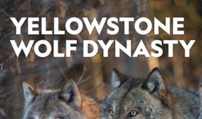 Dynastie vlků z Yellowstone: Bílá vlčice