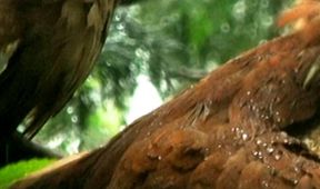 Zimní příroda v Okutamě, Království divočiny