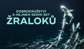 Dobrodružství s hejnem sedmi set žraloků
