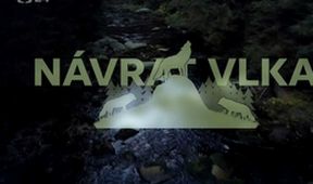 Návrat vlků do české krajiny