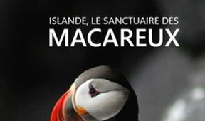 Island: Útočiště papuchalků