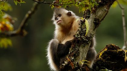Tajemné opice ze Šangri-la