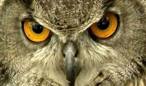 Oblasti ptačí a lidské aneb Natura paradoxa