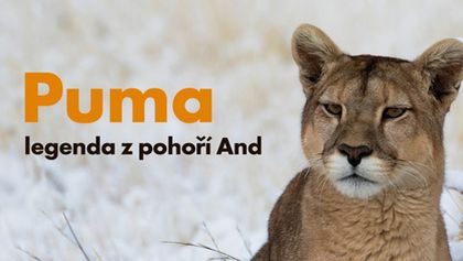 Puma - legenda z pohoří And