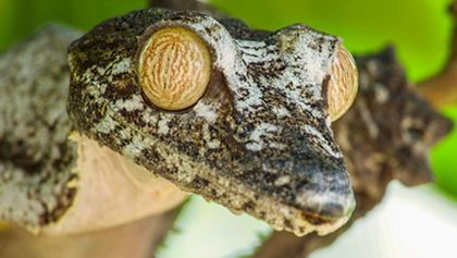 Nejpodivnější živočichové Madagaskaru (1)