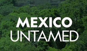 Nespoutané Mexiko (2)