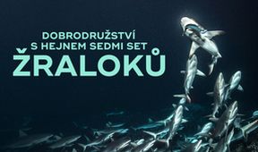 Dobrodružství s hejnem sedmi set žraloků