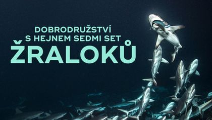 Dobrodružství s hejnem sedmi set žraloků
