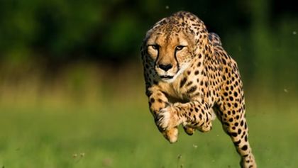 Gepard: Rychlost jako zbraň