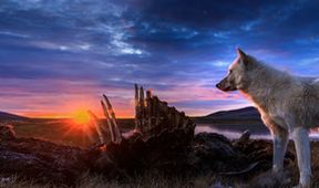 Království vlka arktického (3)