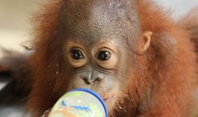 Setkání s orangutany (1)