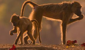 Zázračná planeta: Poslední ráje na Zemi - Luangwa