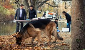 Hudson a Rex (4)