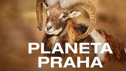 Planeta Praha
