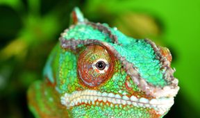 Království divočiny: Madagaskar, ostrov divů