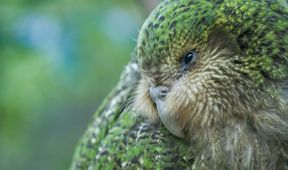 Novozélandské ohrožené druhy