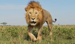Serengeti II, Zázračná planeta (5/6)