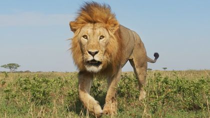 Serengeti II, Zázračná planeta (5/6)